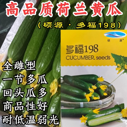 洛阳荷兰水果黄瓜种子，硕源多福198小黄瓜种子，全雌型，结瓜多