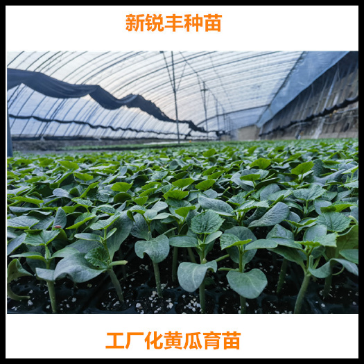 寿光市越冬黄瓜苗德瑞特黄瓜苗强雌德瑞特A11黄瓜苗瓜长36厘米