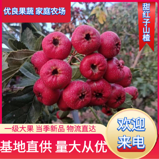 新泰市甜红子山楂产地直发，2025年新果基地直供，三分酸七分甜。