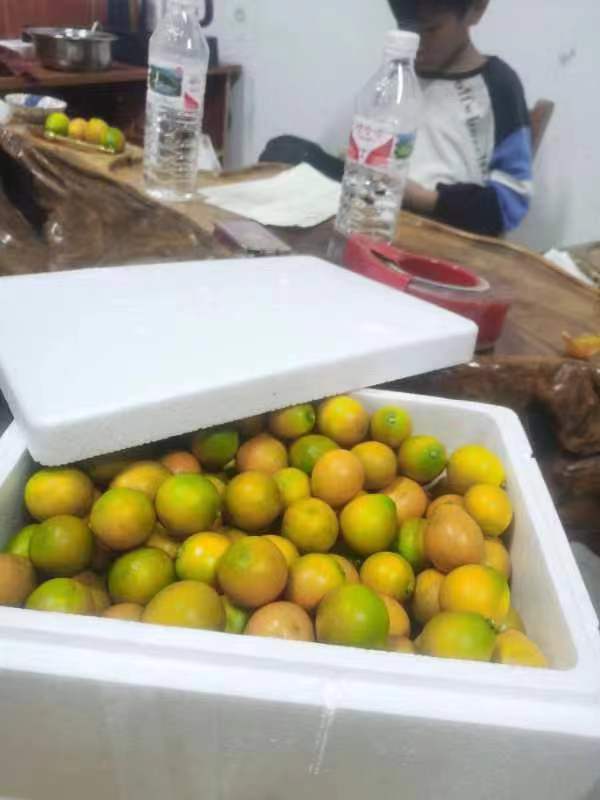 融安滑皮金桔   一手货源，现摘现发，品质有保障