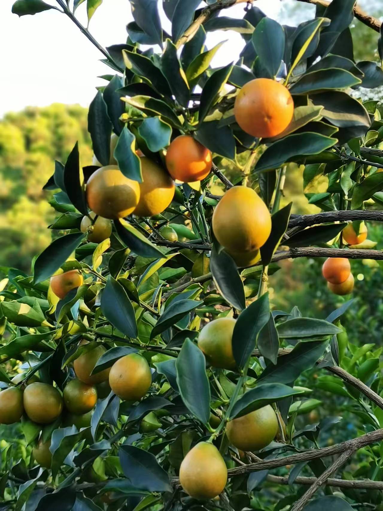 融安滑皮金桔   一手货源，现摘现发，品质有保障