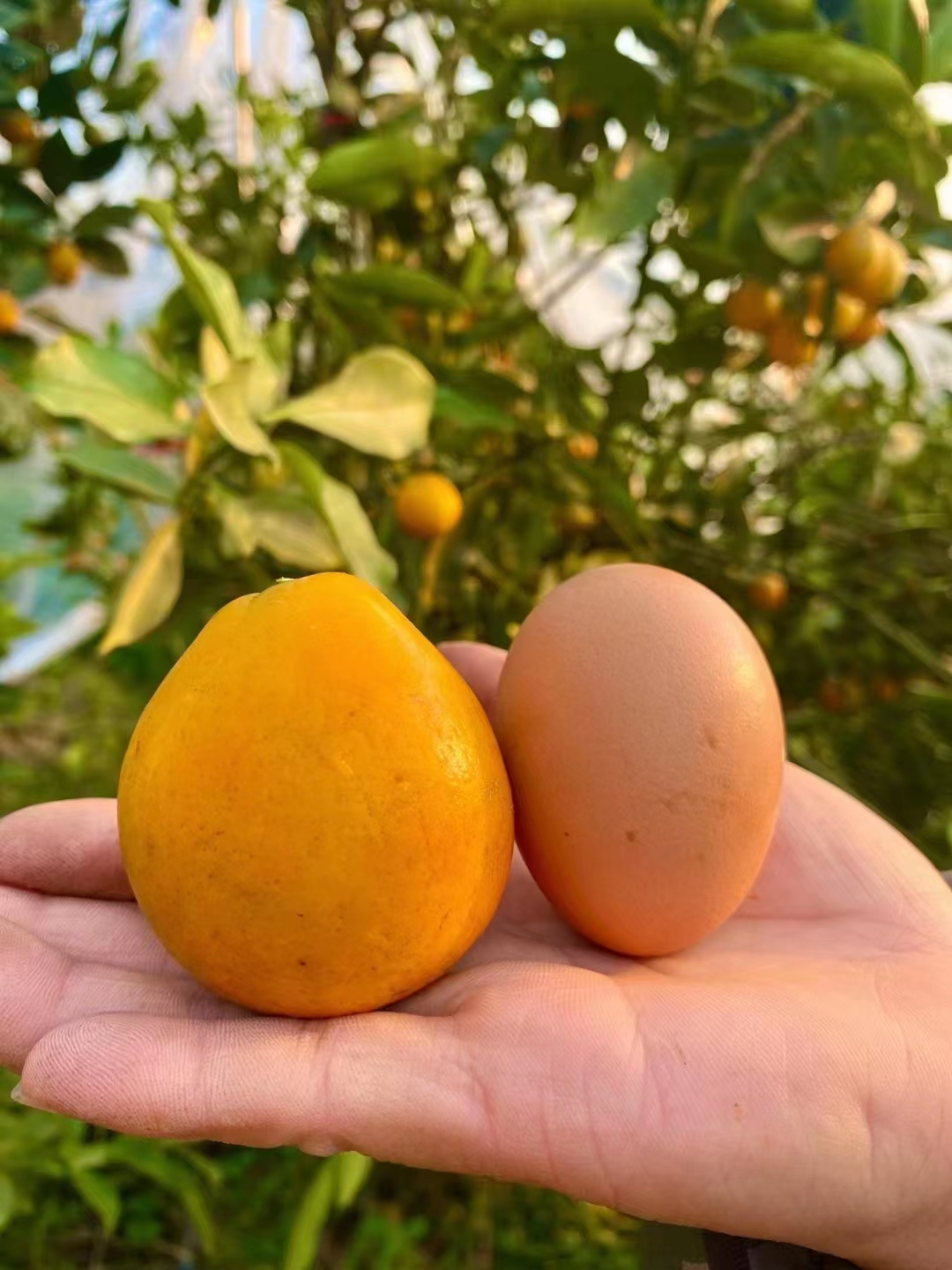融安 脆蜜金桔 一手货源 核心种植基地 批量供应