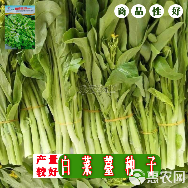 阳春三月白菜苔种子青菜苔种子越冬耐寒蔬菜种了籽四季蔬菜种孑