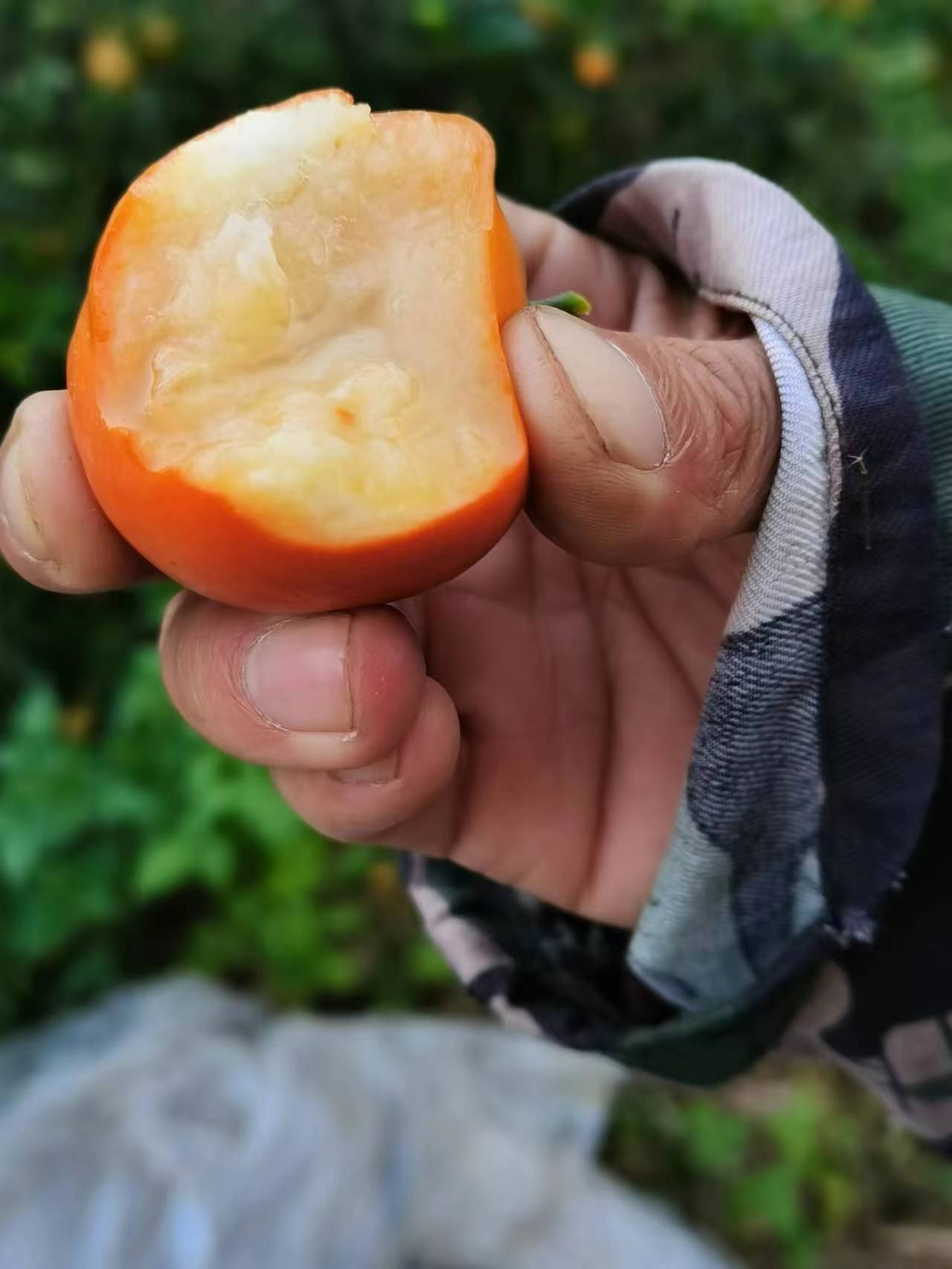 融安 脆蜜金桔 一手货源 核心种植基地 批量供应