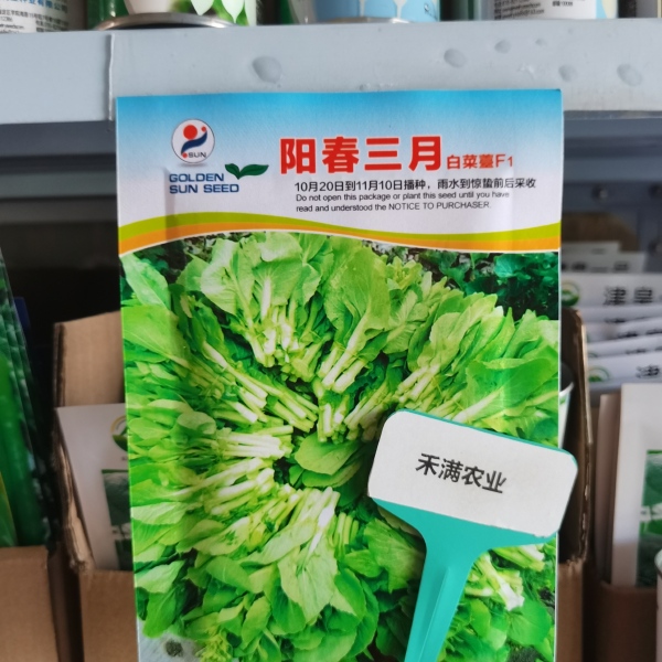 阳春三月白菜苔种子青菜苔种子越冬耐寒蔬菜种了籽四季蔬菜种孑