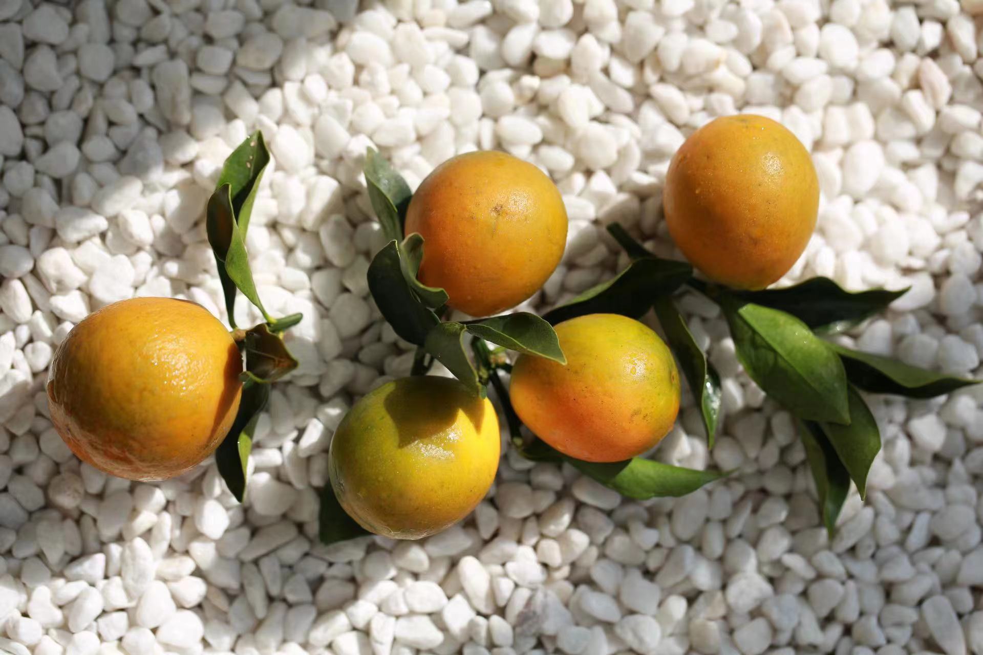 融安 脆蜜金桔 一手货源 核心种植基地 批量供应