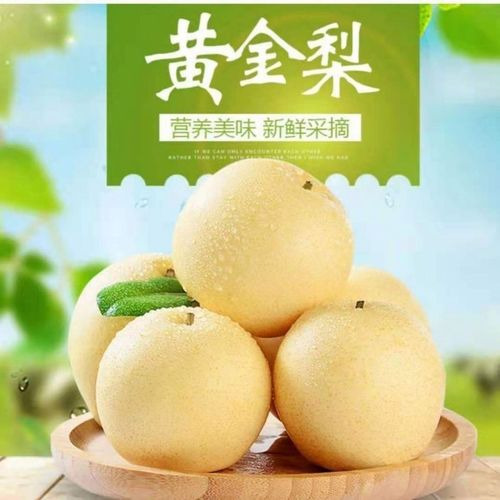 太和县黄金梨大量供应