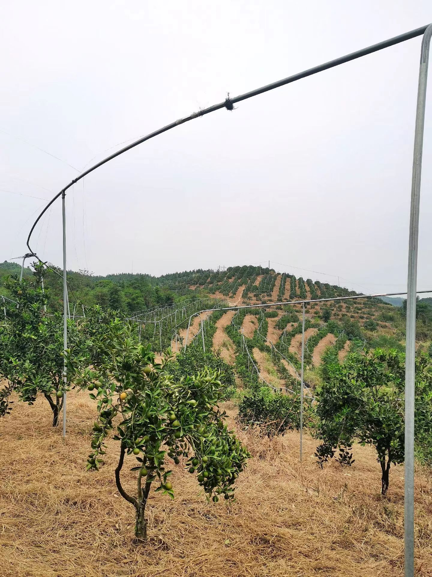 融安 脆蜜金桔 一手货源 核心种植基地 批量供应