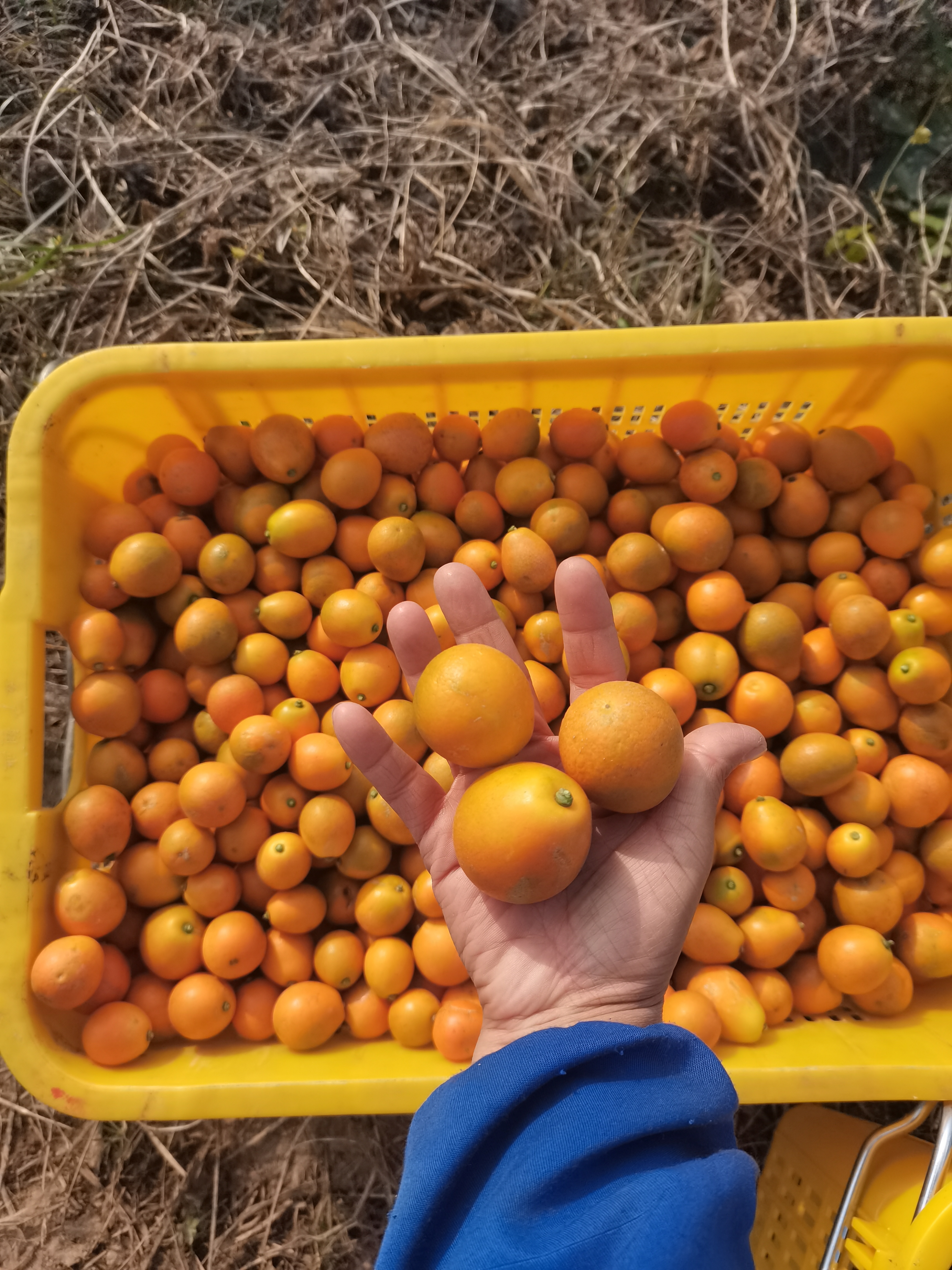 融安 脆蜜金桔 一手货源 核心种植基地 批量供应