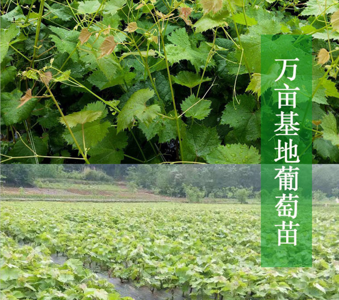 赛红玉葡萄苗 赛红郁红提葡萄苗 品种纯正带合同发货