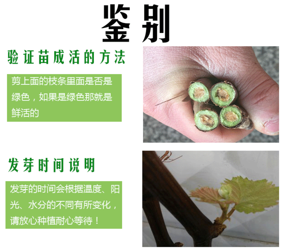 赛红玉葡萄苗 赛红郁红提葡萄苗 品种纯正带合同发货