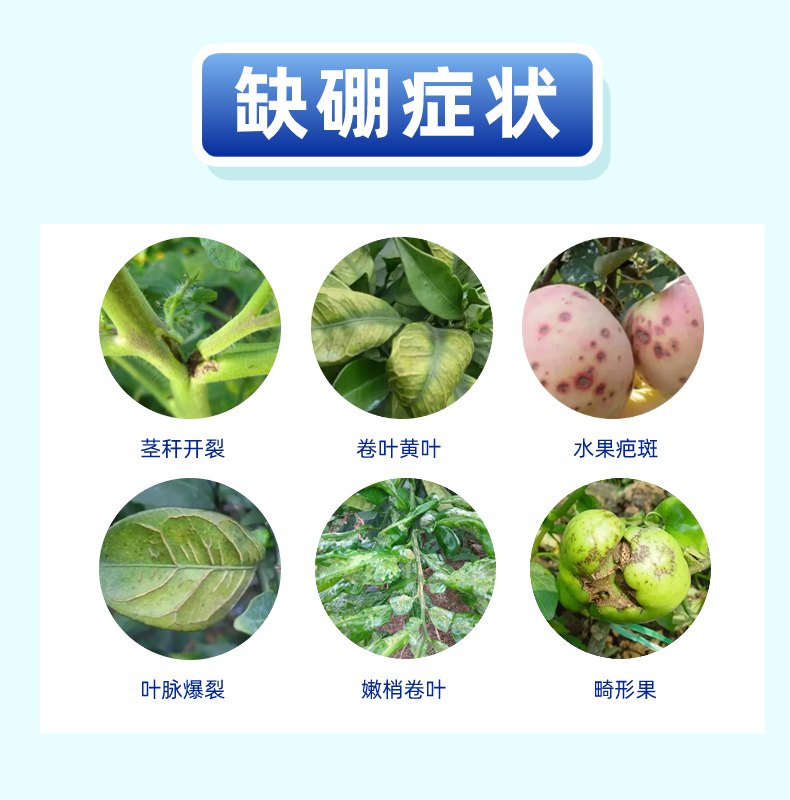 颗粒硼微量元素水溶肥料底肥提高坐果果树蔬菜通用硼肥