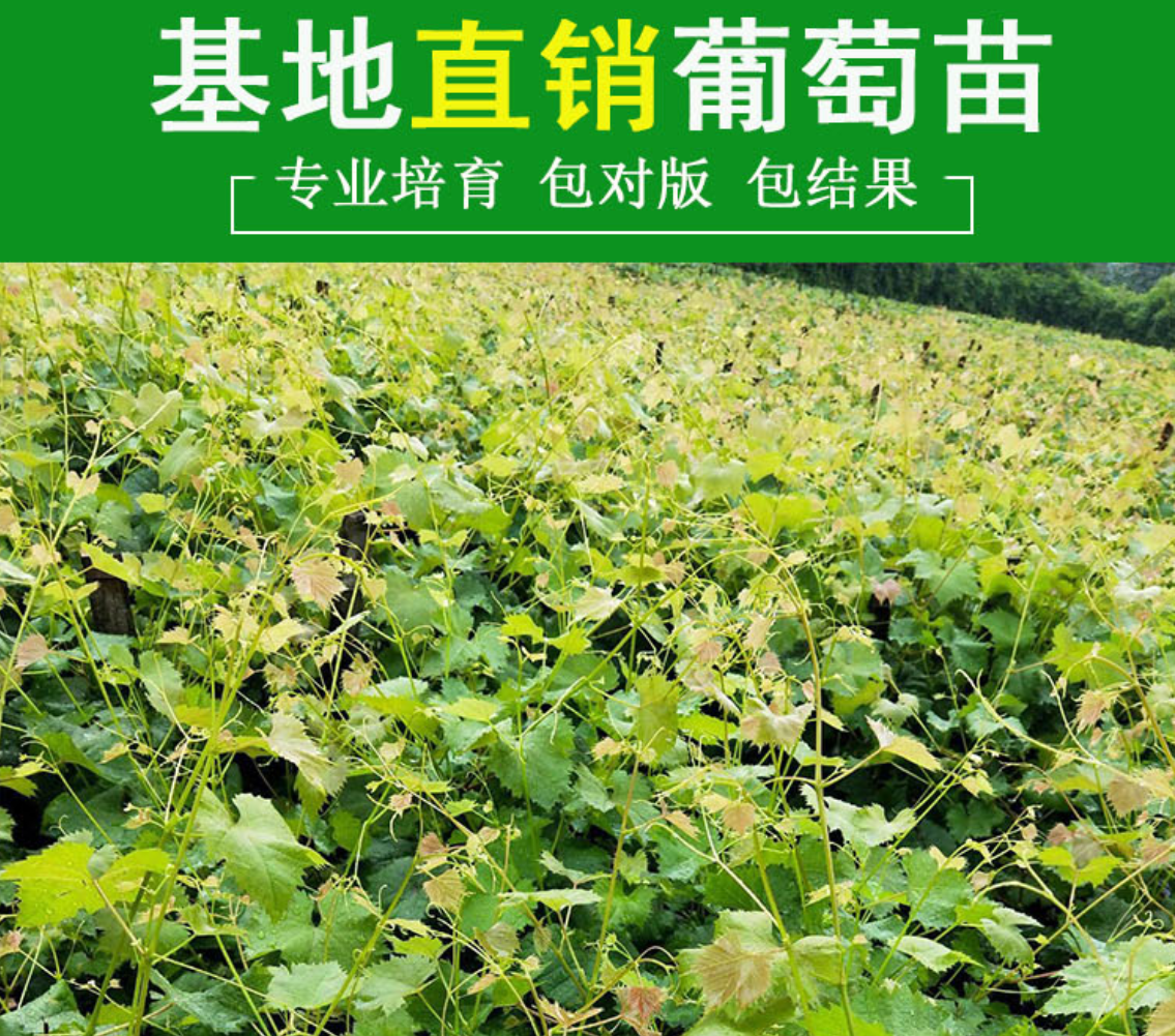 赛红玉葡萄苗 赛红郁红提葡萄苗 品种纯正带合同发货