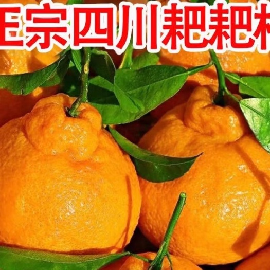 蒲江县四川丑橘-不知火，7.5cm-8cm，4两以上