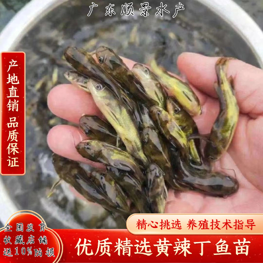 广州渔场直供杂交黄辣丁鱼苗黄颡鱼技术指导