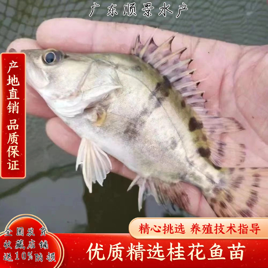广州桂花鱼