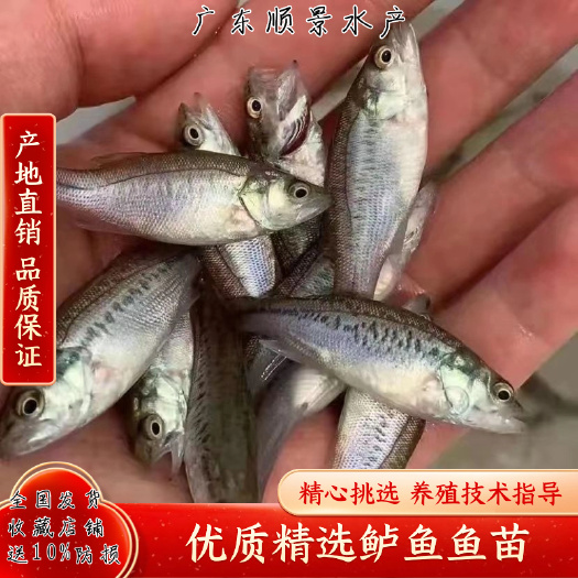 广州鲈鱼苗 场地直销 大口黑鲈鱼 淡水鲈鱼苗