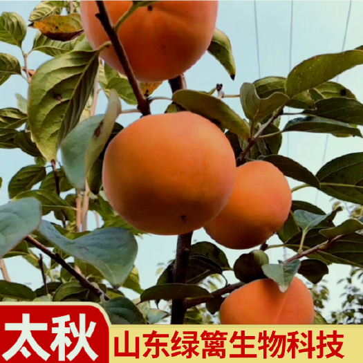 平邑县嫁接日本太秋甜柿苗 国内的大秋柿子树苗 保证品种纯正