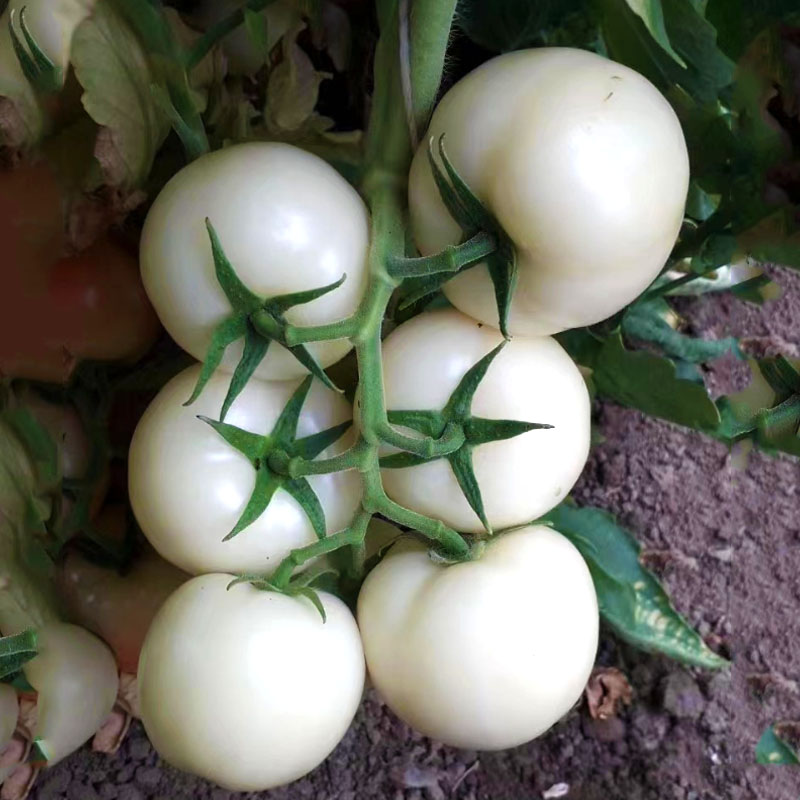 白番茄種子 白鉆石 種籽大西紅柿蔬菜種子四季觀光園