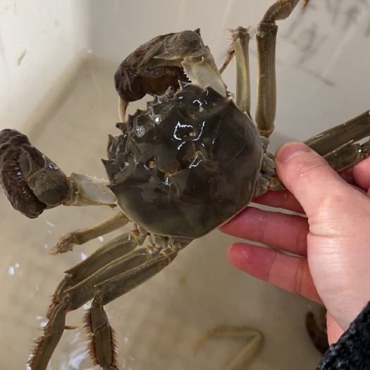 金湖县江苏白马湖大闸蟹自产自销