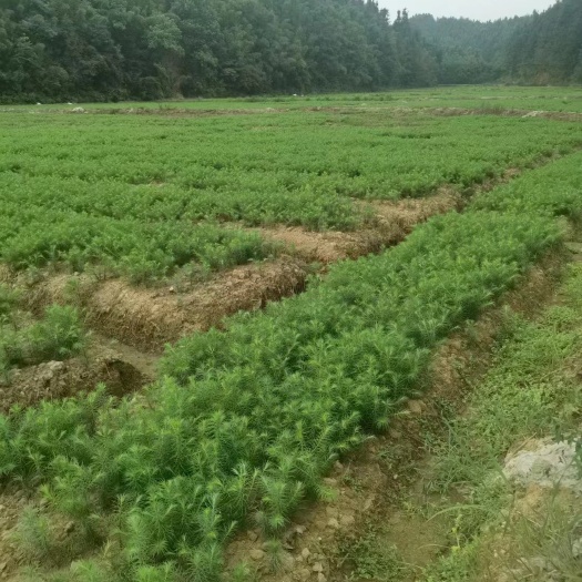 奉新县杉木