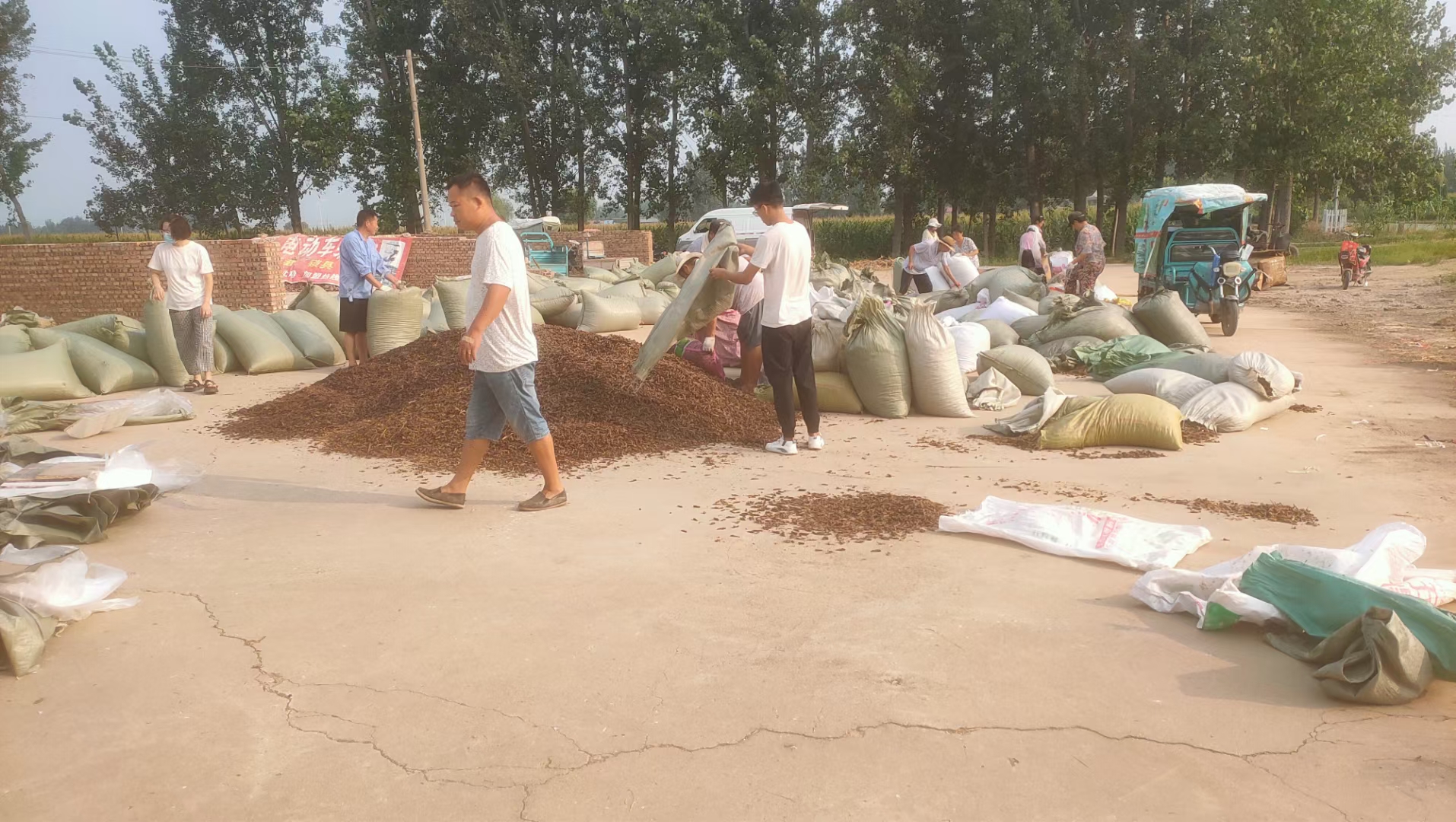 杜比亚昆虫 农村养殖致富 小本创业 先养后付  包回收