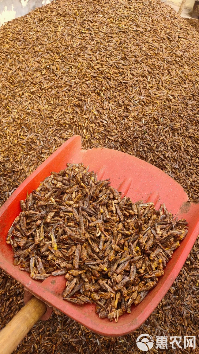 蟋蟀合作养殖 先养后付 免费提供技术 回收 小本创业 35天