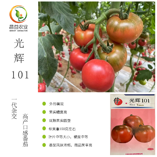 光辉101草莓番茄种子 东北铁皮柿子绿肩酸甜口感水果西红柿