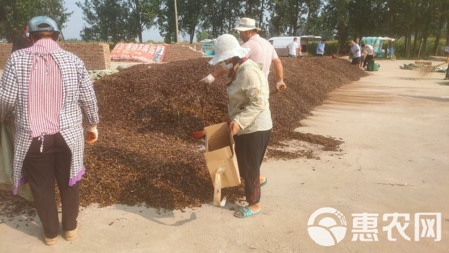 蟋蟀合作养殖 先养后付 免费提供技术 回收 小本创业 35天