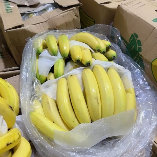 上海菲律宾香蕉