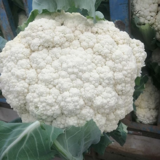 新野县白花菜花 ，松花菜，散花
