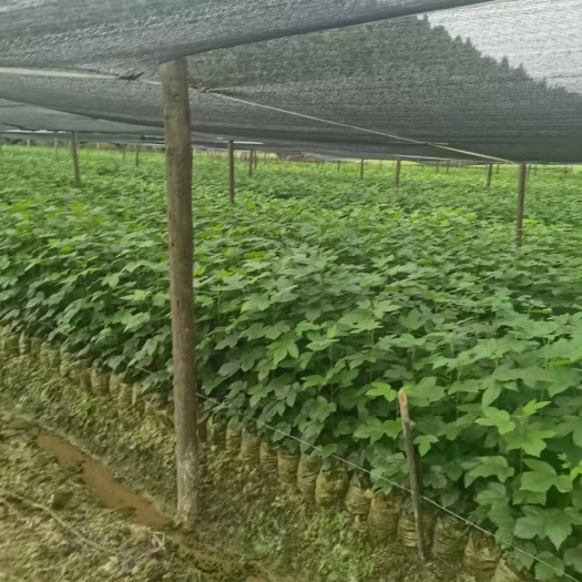 奉新县枫香杯苗