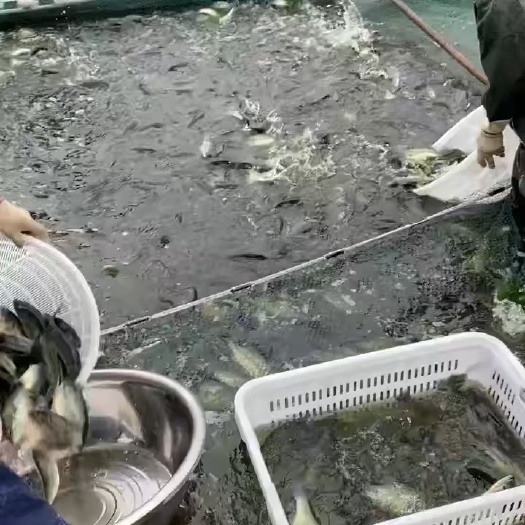 岳池县加州鲈鱼1斤上