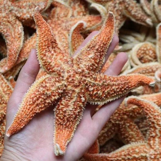 大海星干货天然海星食用海星泡酒煲汤新鲜干度足海产干货