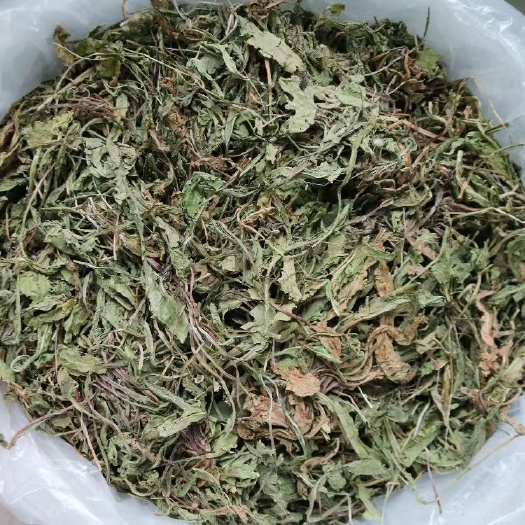 广州中药材蒲公英蒲公英草整根500g天然正品整棵晒干的散装草