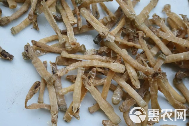 水特产沙虫干海鲜海肠子新鲜干货批发大全煲汤食材