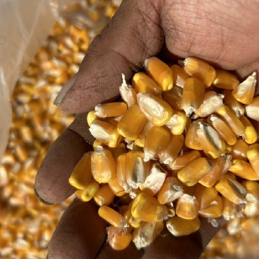 玉米粒