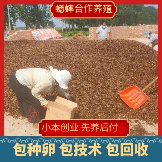 宁阳县蟋蟀 特色食品 药材 养殖新产品 包售后 包回收 
 包技术