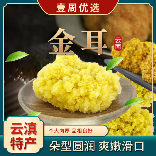 昆明金耳