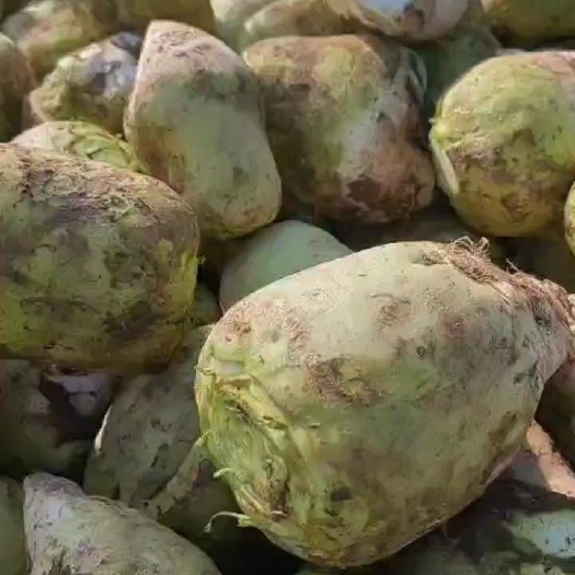 定州市芥菜头芥菜疙瘩现挖 大量批发出售