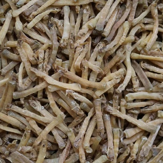 广州水特产沙虫干海鲜海肠子新鲜干货批发大全煲汤食材