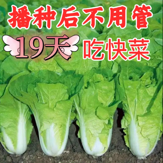 沭阳县19天速生快菜四季奶油快菜鲜嫩阳台易播耐热抗病蔬菜种子大全