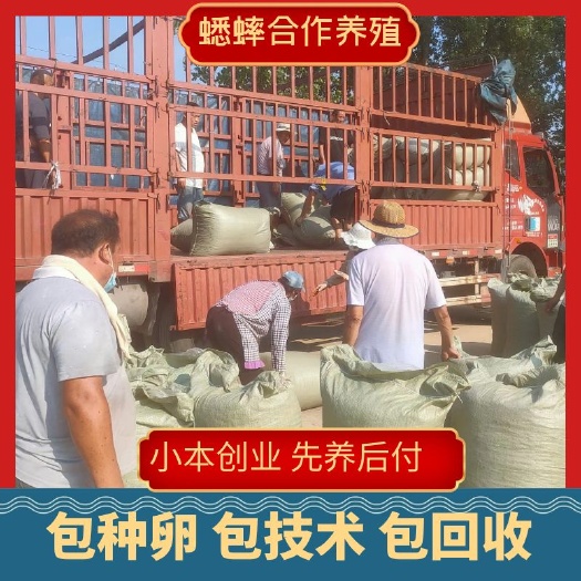 蟋蟀 蛐蛐 干蟋蟀 专车批量送货到家 技术跟踪服务指导!
