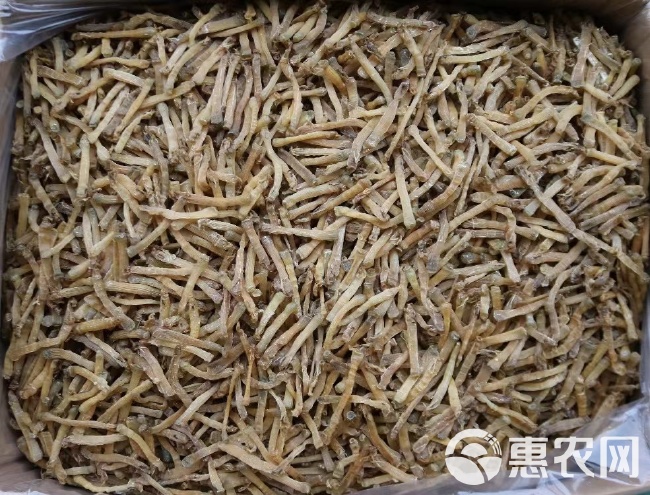 水特产沙虫干海鲜海肠子新鲜干货批发大全煲汤食材