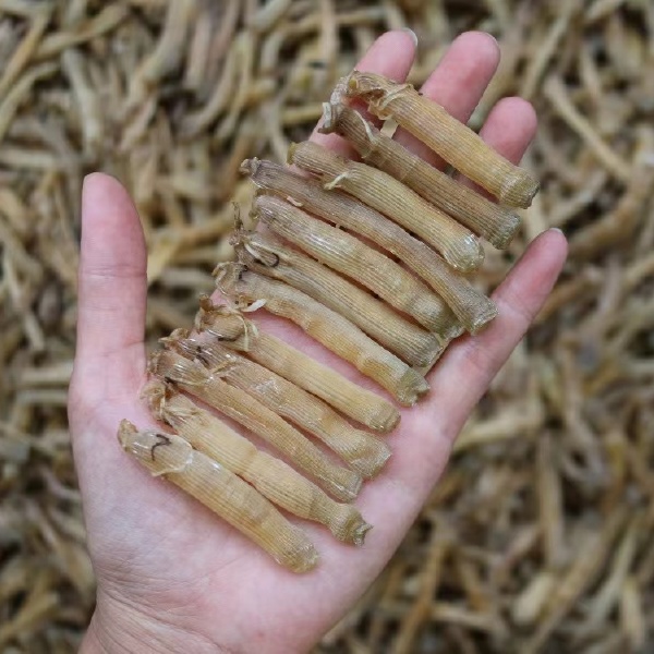 水特产沙虫干海鲜海肠子新鲜干货批发大全煲汤食材