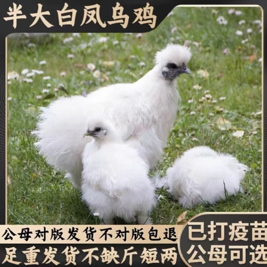 泰和县原种泰和乌鸡新鲜现杀林下散养乌骨鸡公鸡老母鸡整只礼盒装