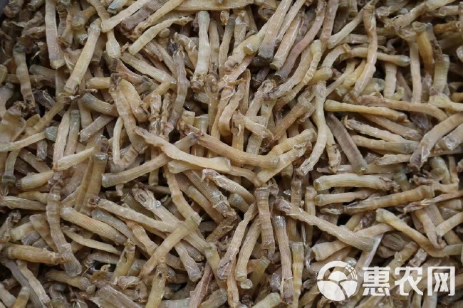 水特产沙虫干海鲜海肠子新鲜干货批发大全煲汤食材