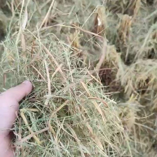 宜章县干稻草  牛饲料