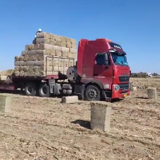 金昌柔丝玉米草