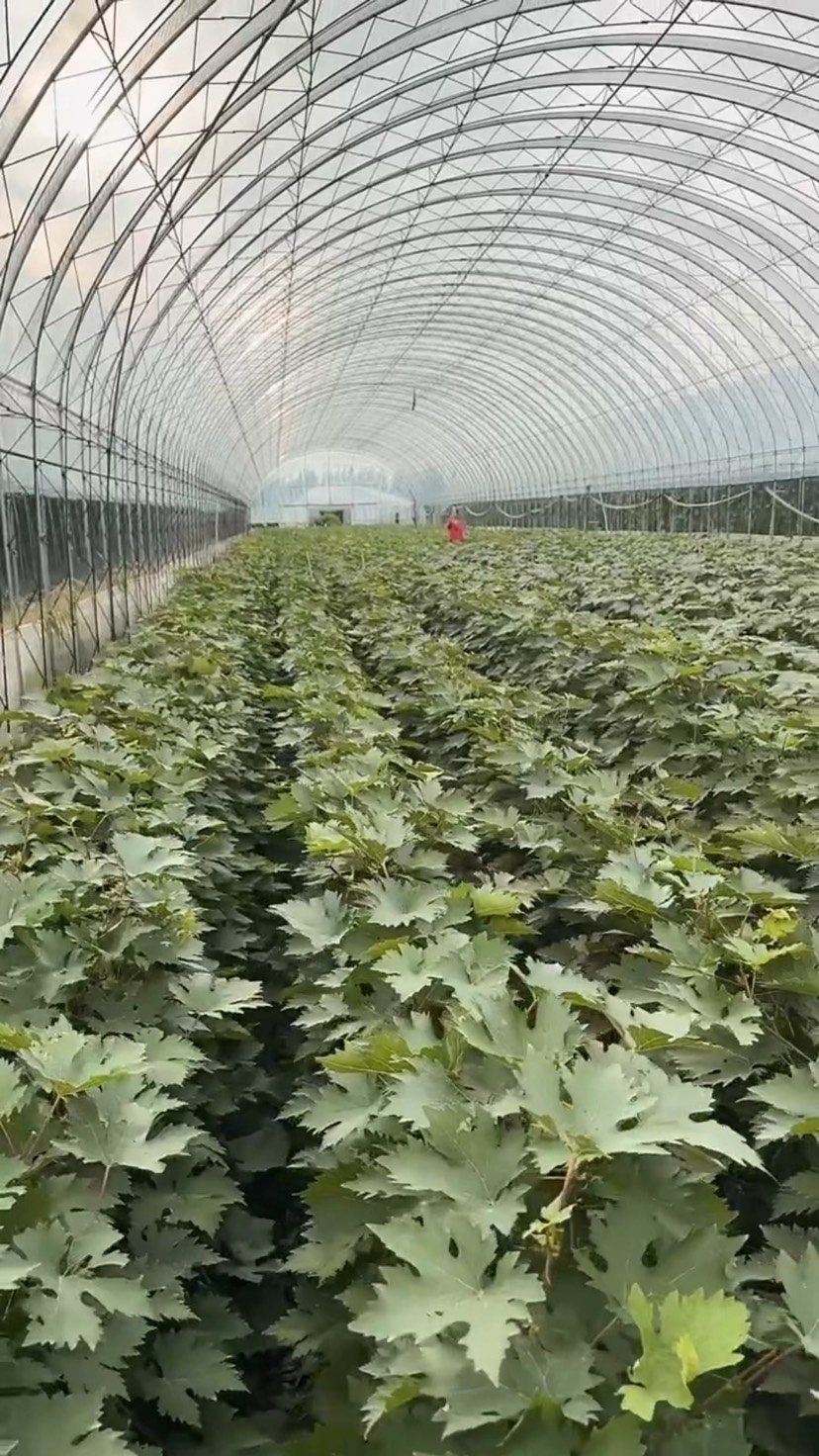 赛红玉葡萄苗 赛红郁红提葡萄苗 品种纯正带合同发货